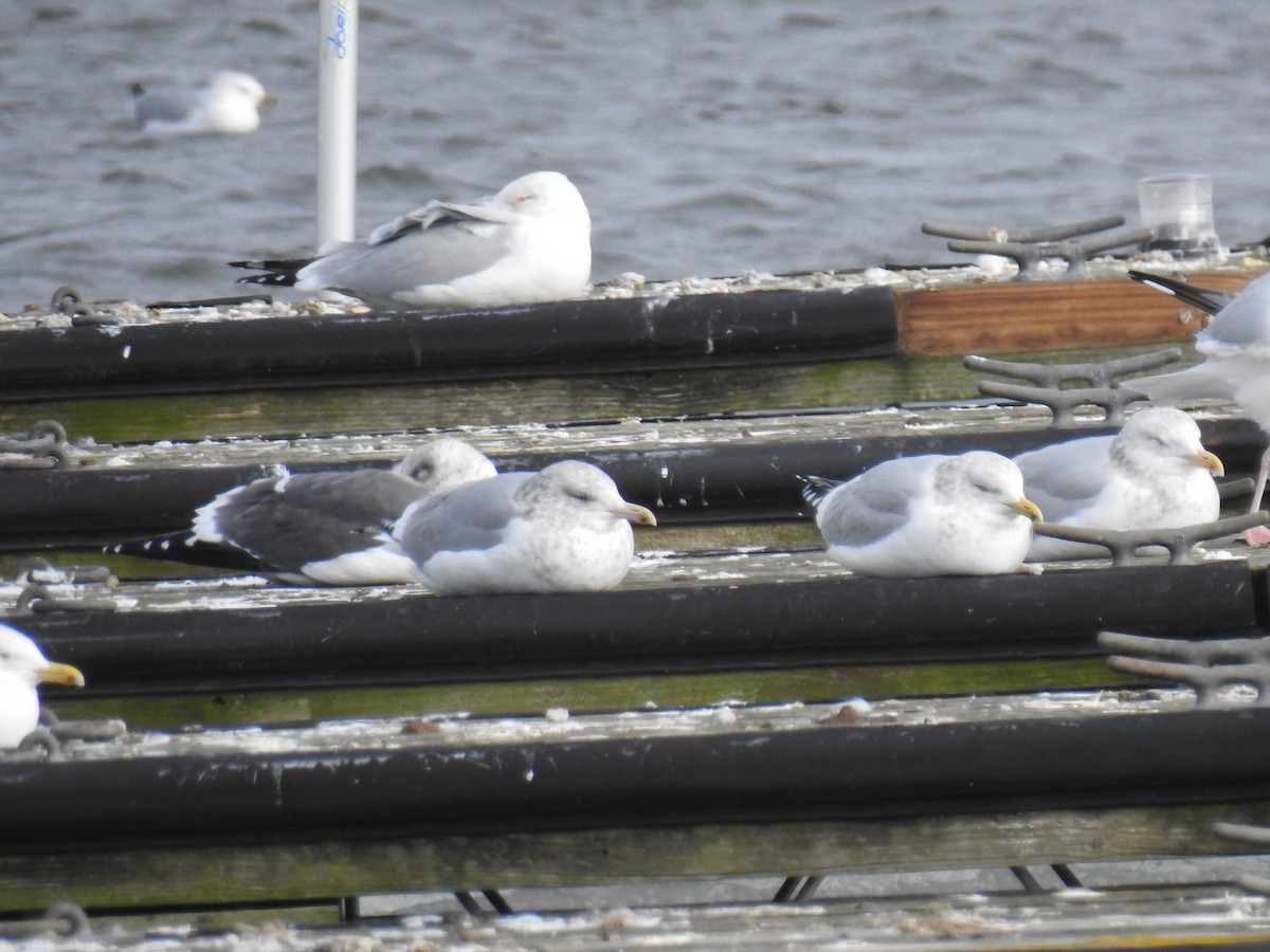 Lesser Black-backed Gull - ML613704119