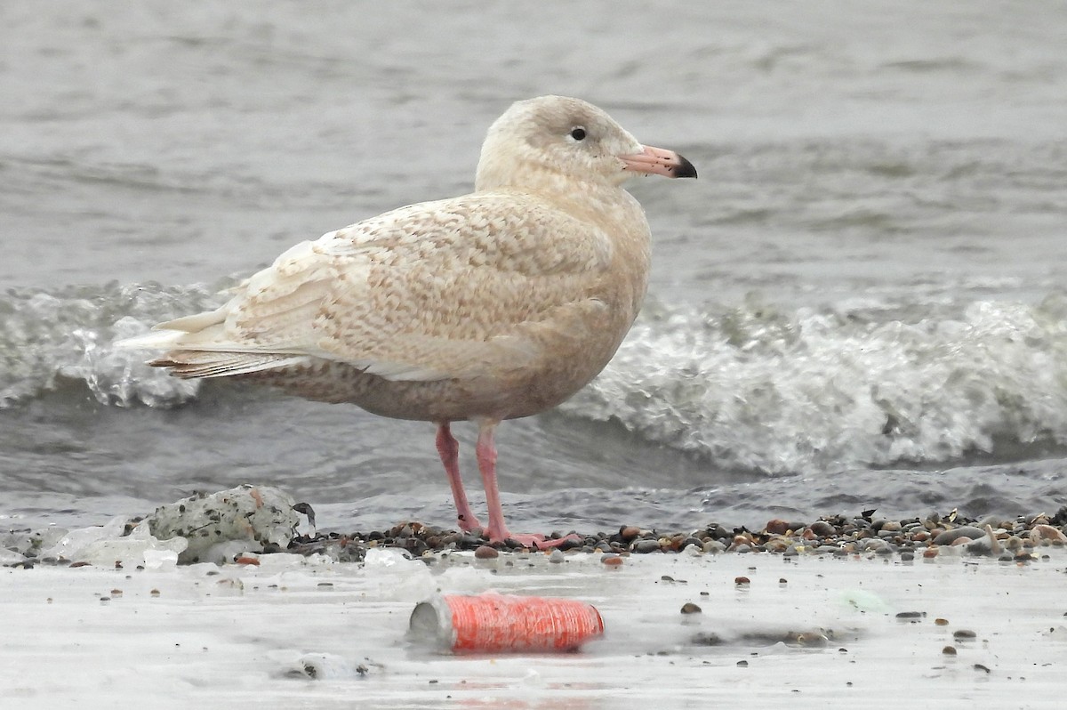 Glaucous Gull - ML613704120