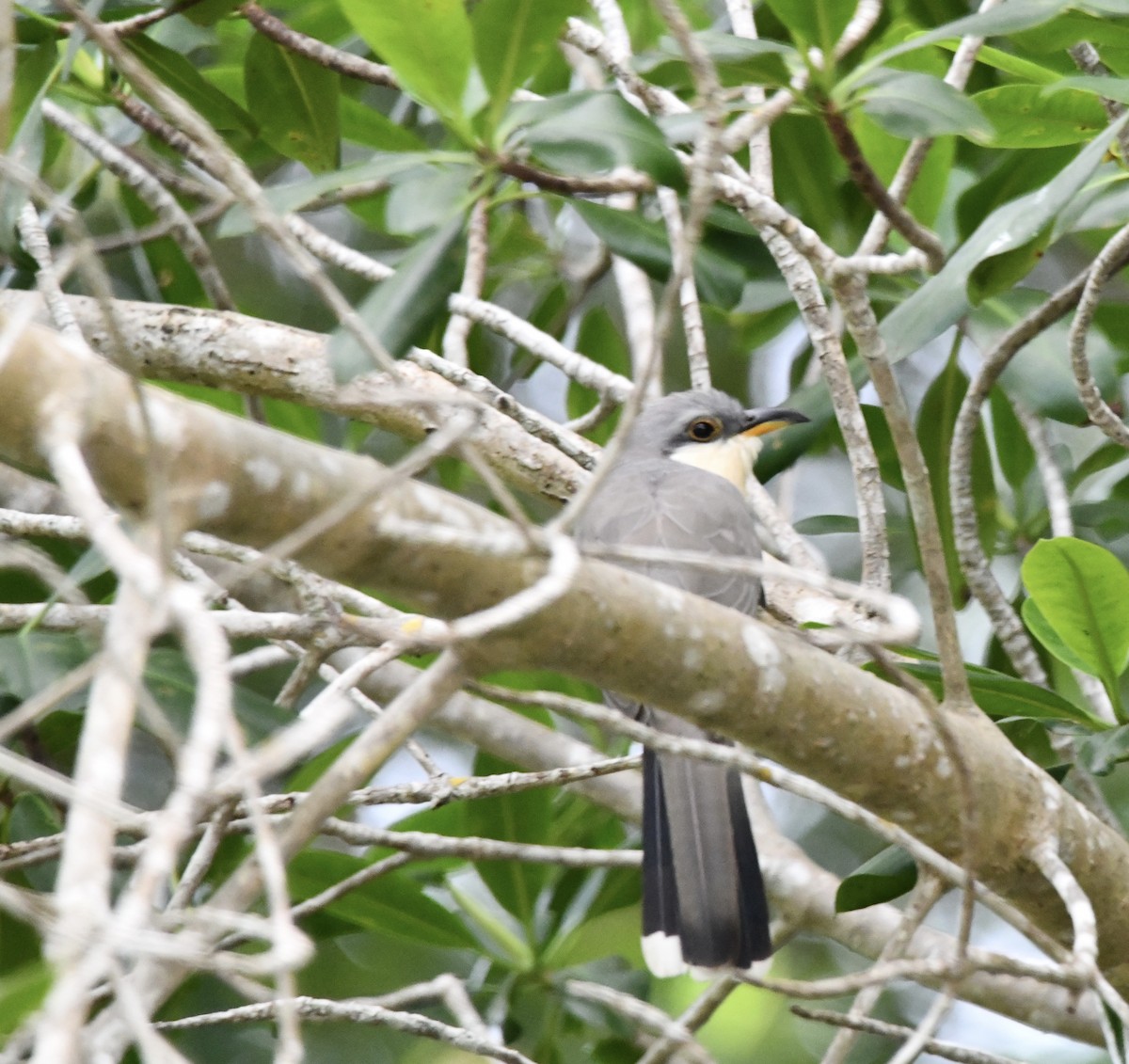 Mangrove Cuckoo - ML613704135