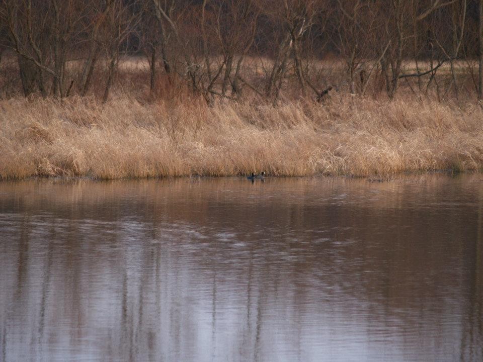 American Coot - Amanda & Matt Sloan