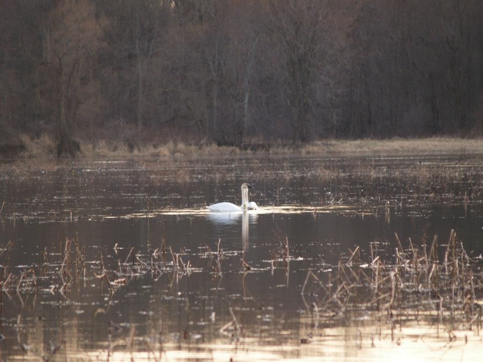 Trumpeter Swan - ML613704155