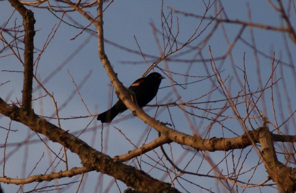 Red-winged Blackbird - Amanda & Matt Sloan