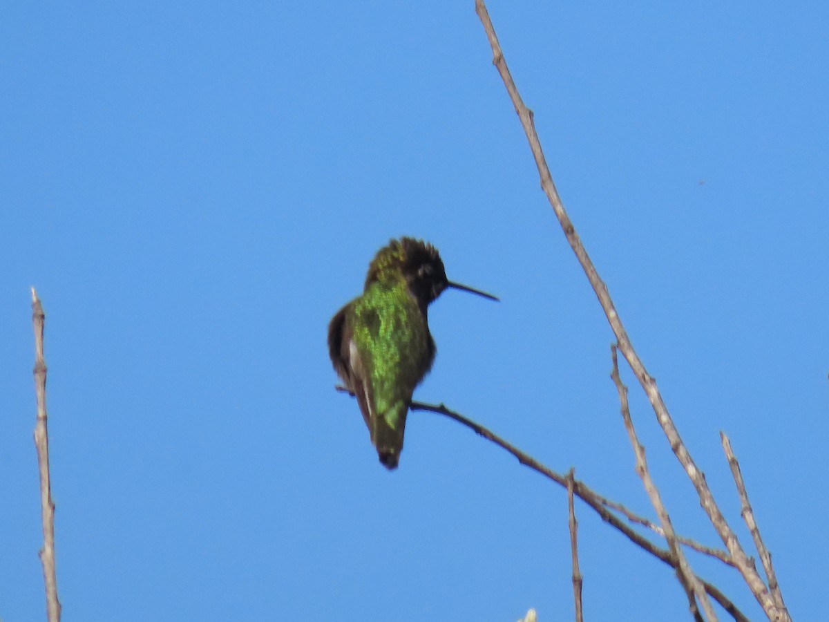 Anna's Hummingbird - ML613704157