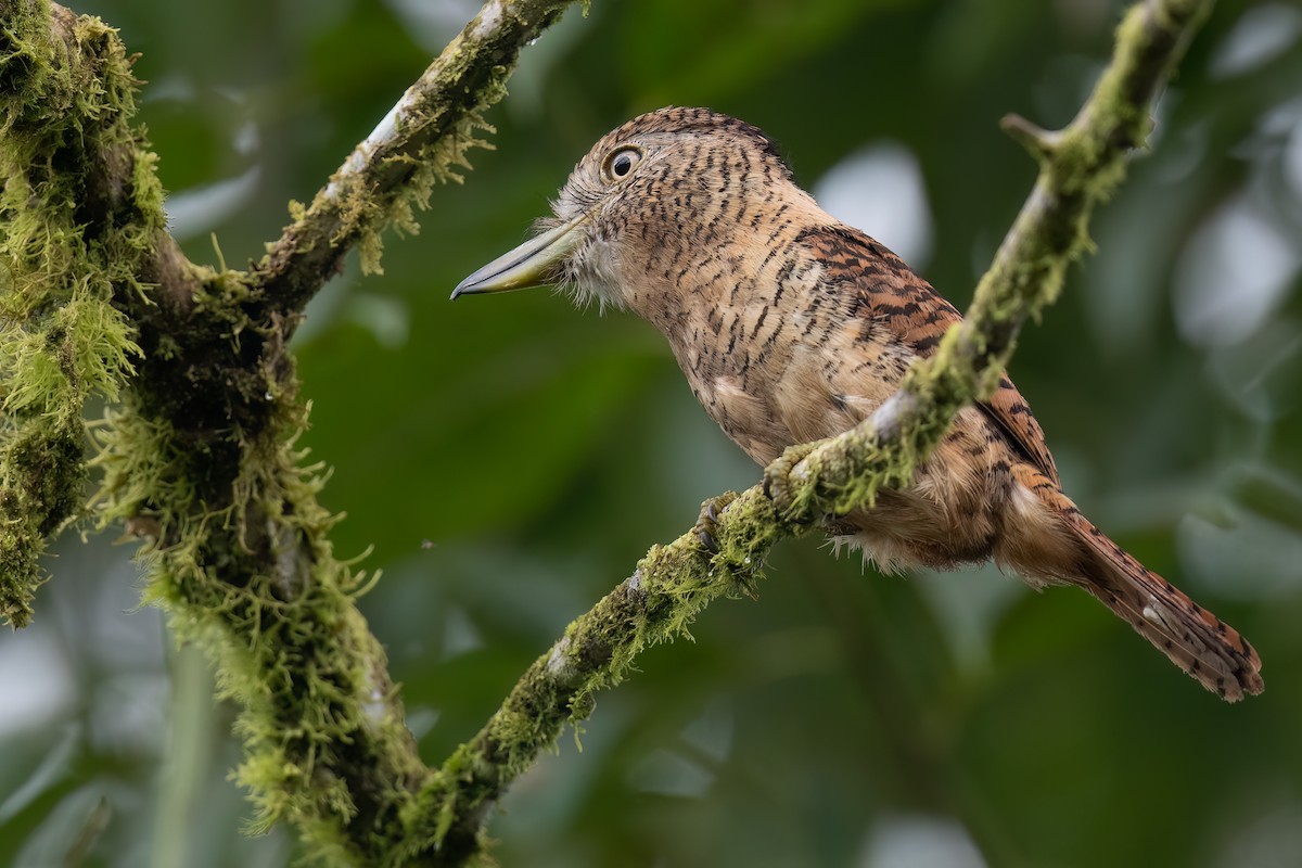 Barred Puffbird - ML613704165