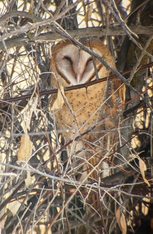 Barn Owl - ML613704200