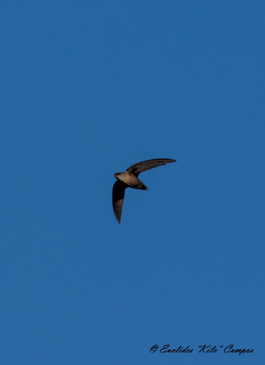 Vaux's Swift (Richmond's) - ML613704248