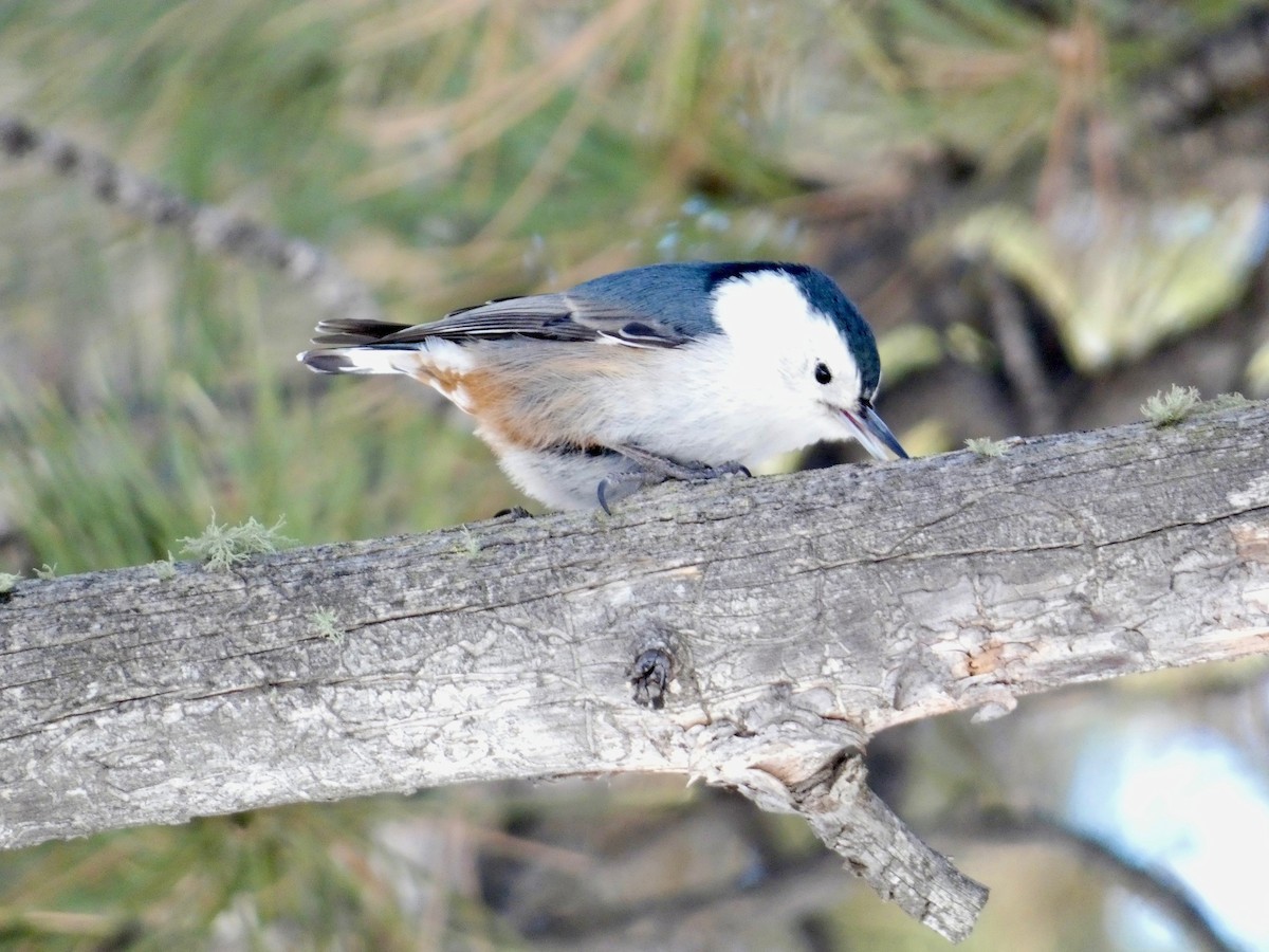 White-breasted Nuthatch - ML613704252