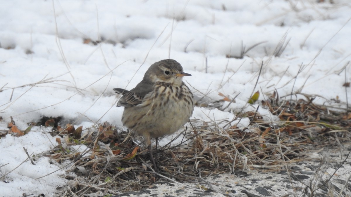 American Pipit - ML613704268