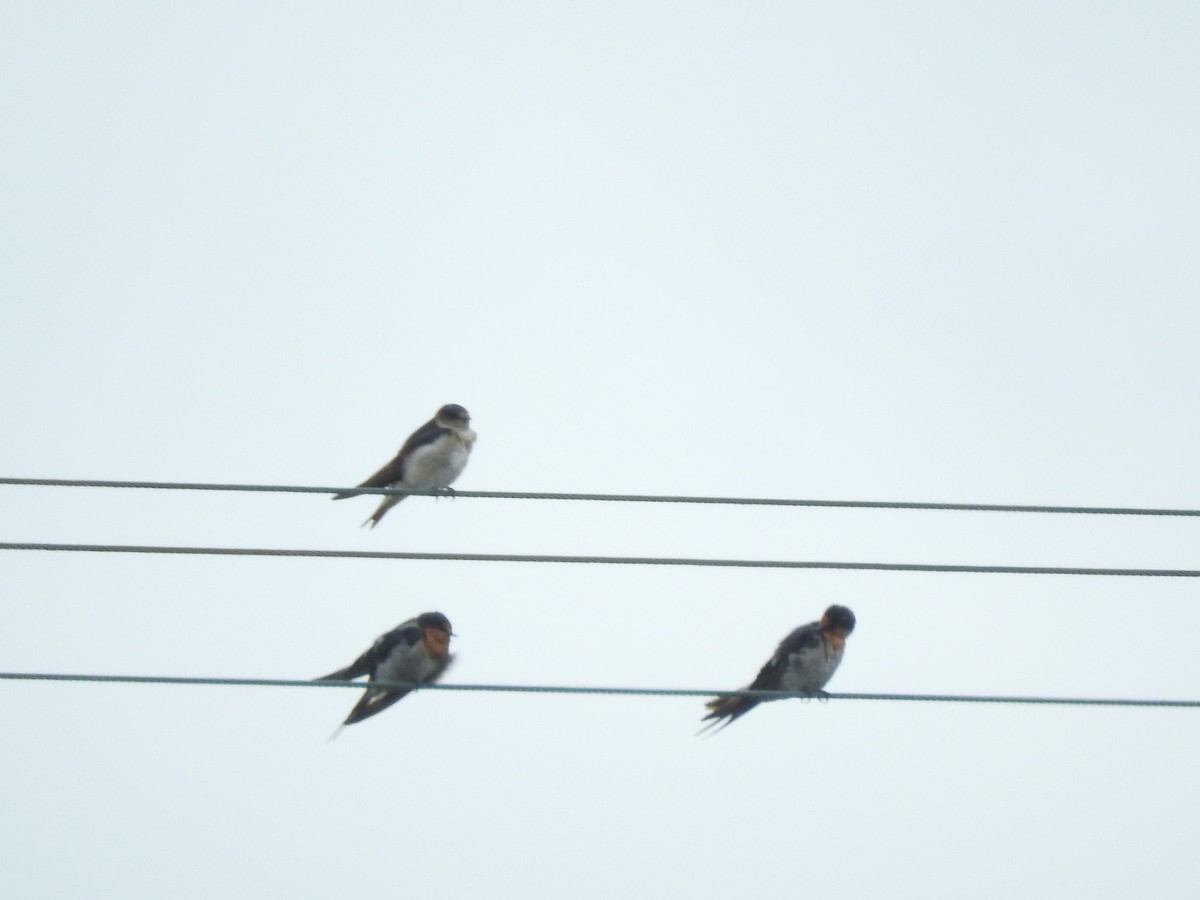 Golondrina Arborícola - ML613704285