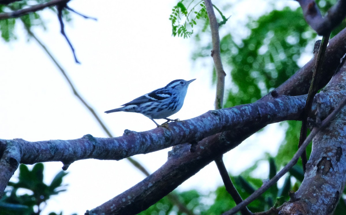 Black-and-white Warbler - ML613704286