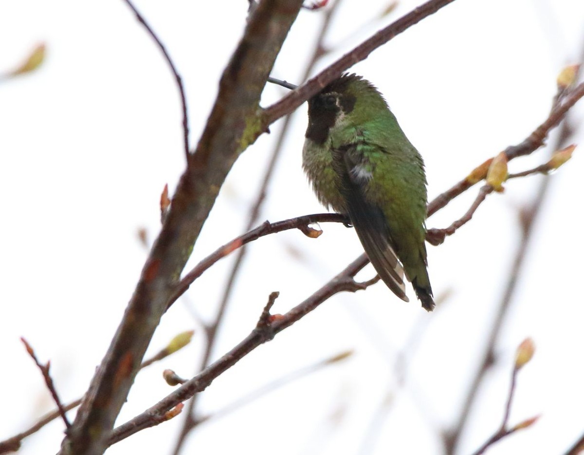 Colibrí de Anna - ML613704293