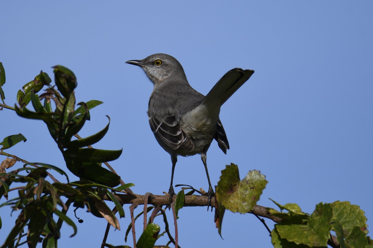 Northern Mockingbird - ML613704331