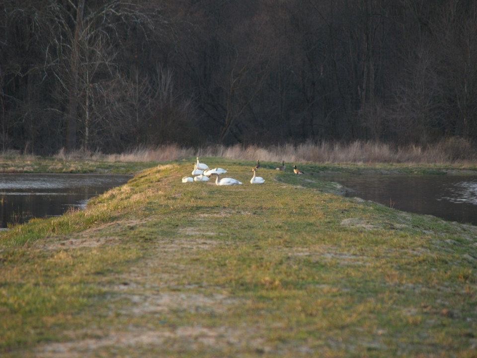 Канад галуу - ML613704356