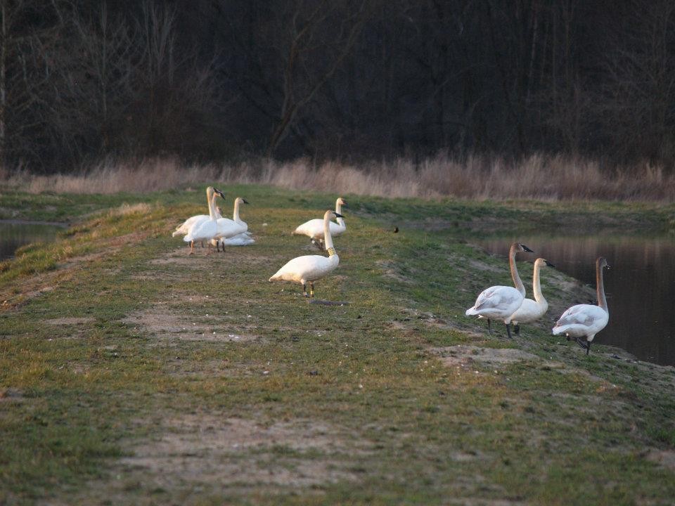 Trumpeter Swan - Amanda & Matt Sloan