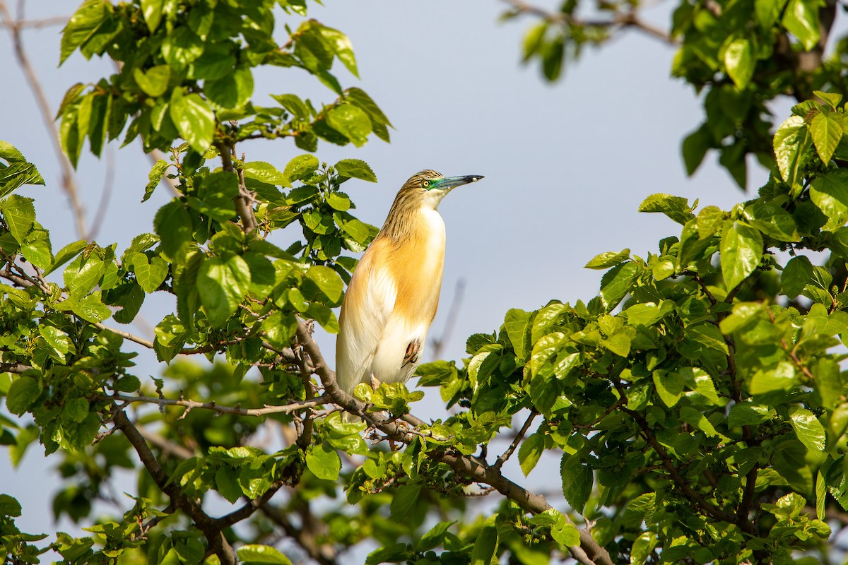 Squacco Heron - Otto Samwald