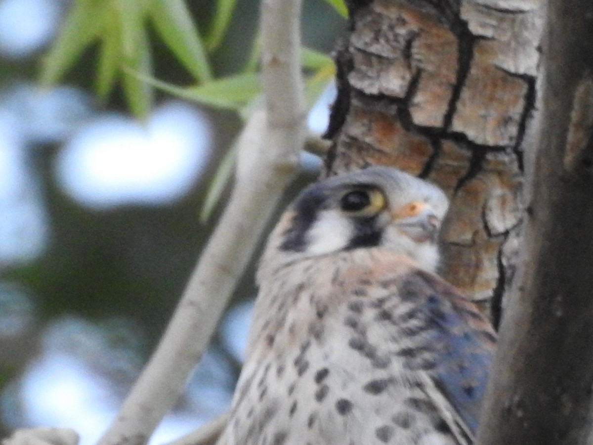 American Kestrel - Carolina Busquetz