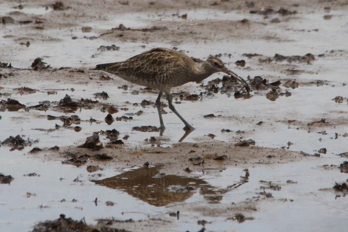 Whimbrel - Michael  Willis