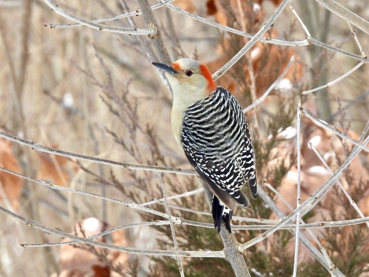 Red-bellied Woodpecker - Jayne L