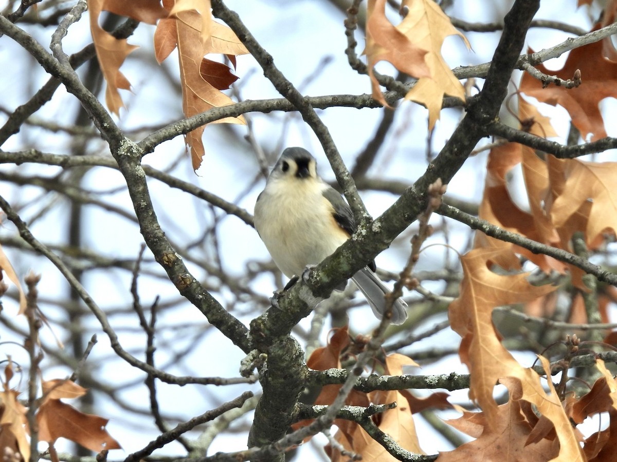 Tufted Titmouse - ML613704681