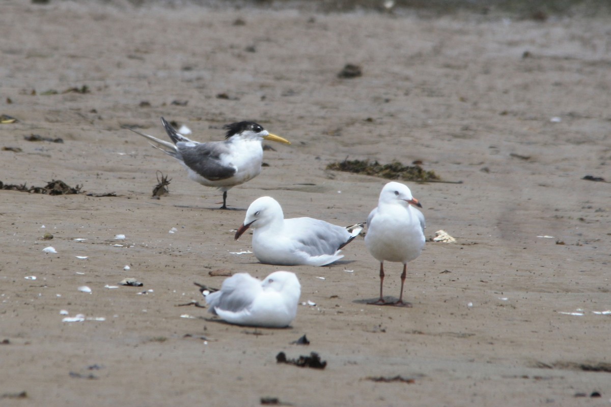 Great Crested Tern - Michael  Willis