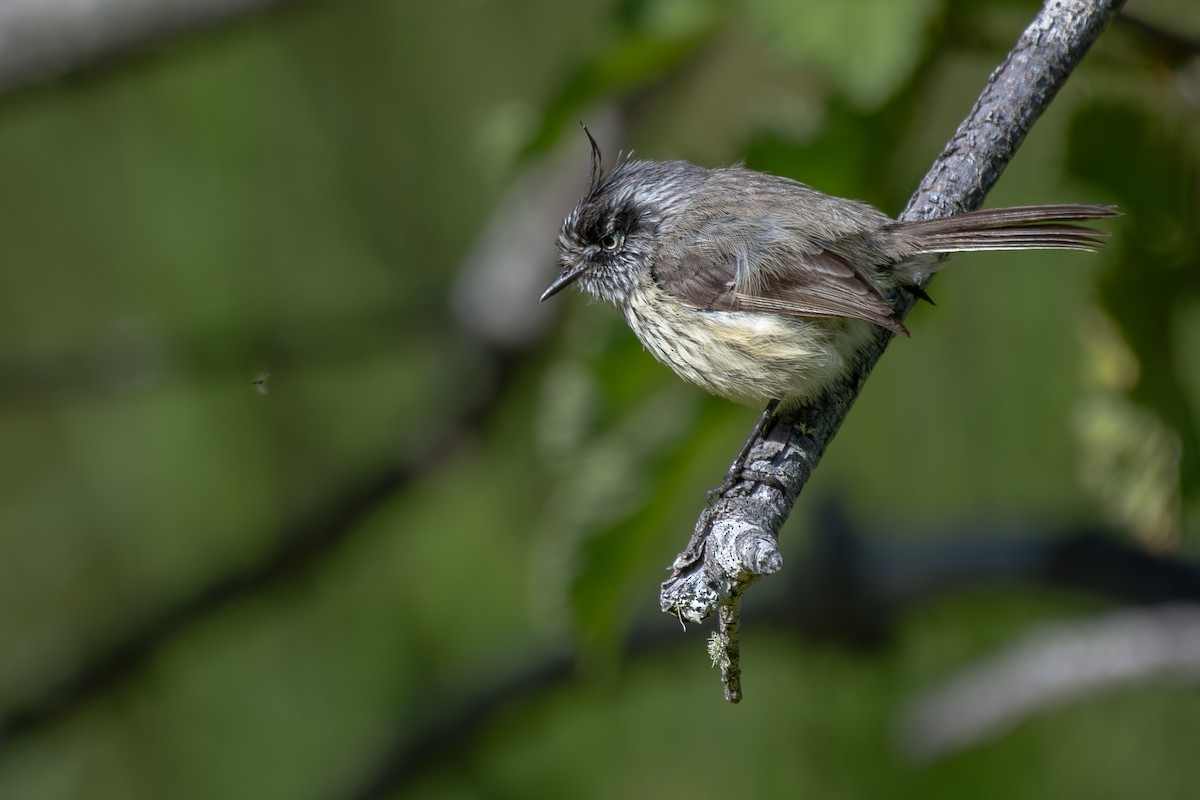 Tufted Tit-Tyrant - ML613704717