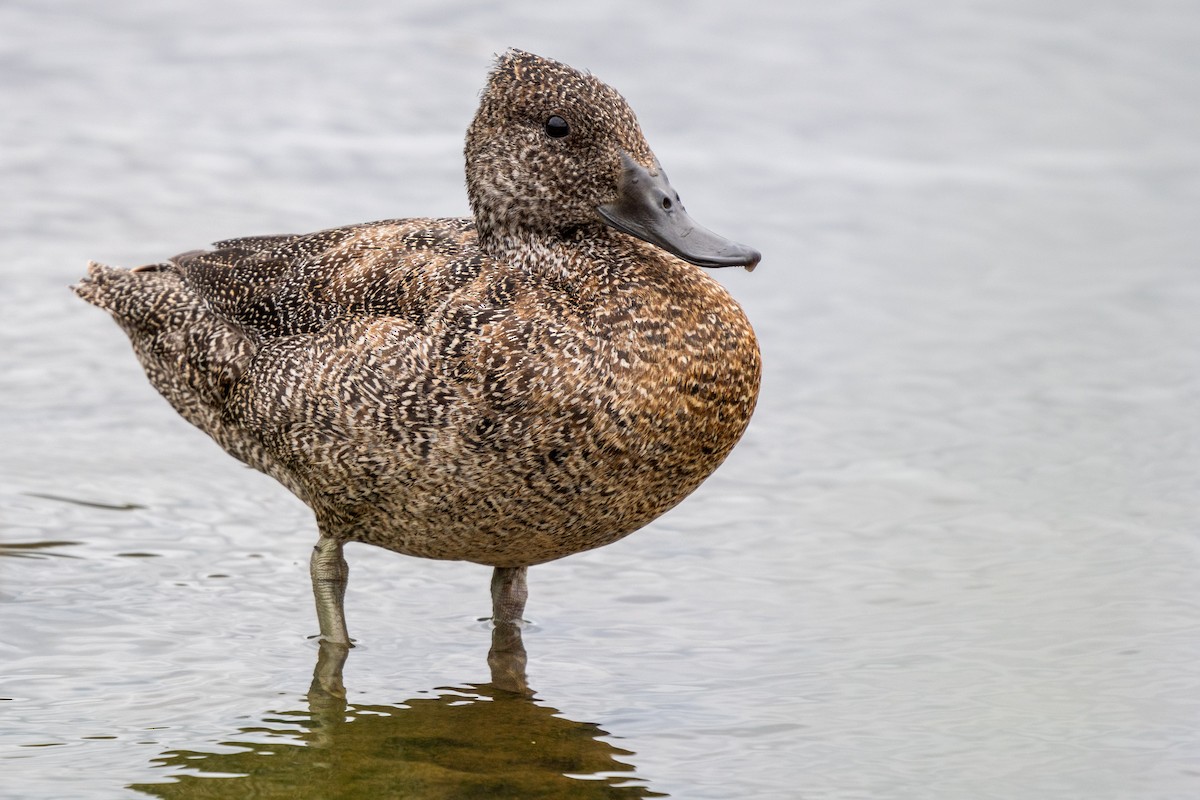 Freckled Duck - Duncan Henderson