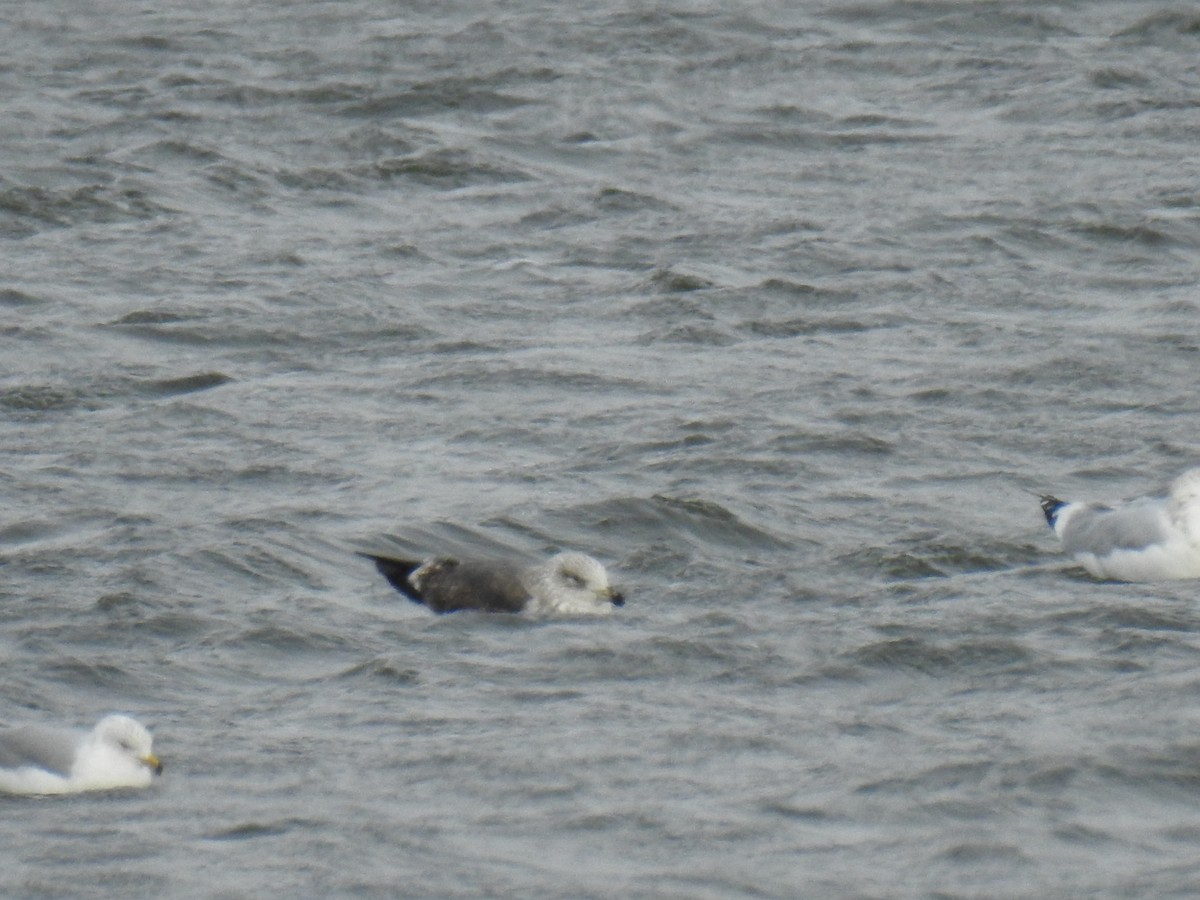 Lesser Black-backed Gull - James Holsinger