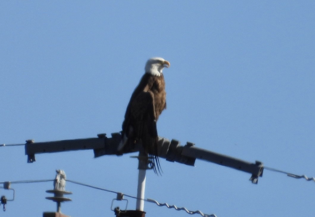 Bald Eagle - ML613704956