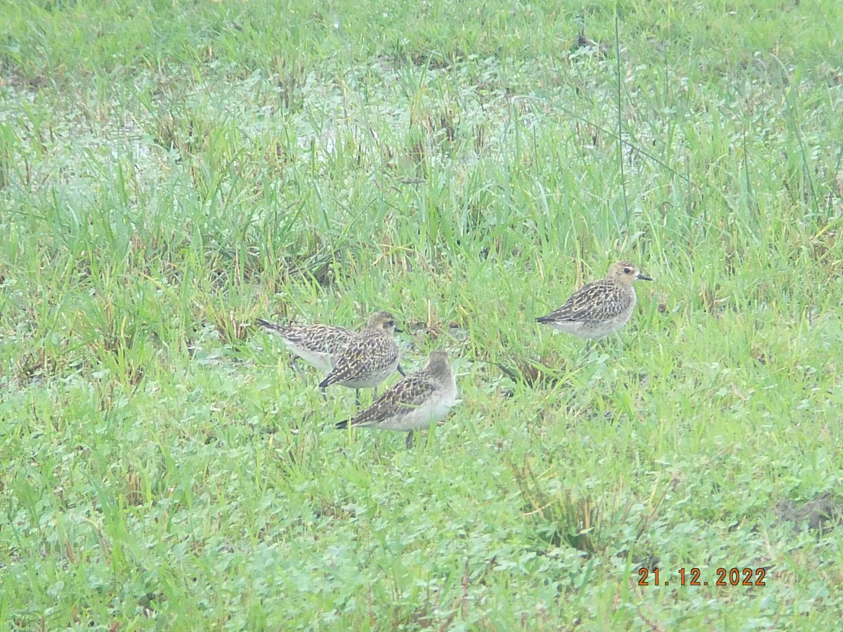 Kiebitzregenpfeifer - ML613705084