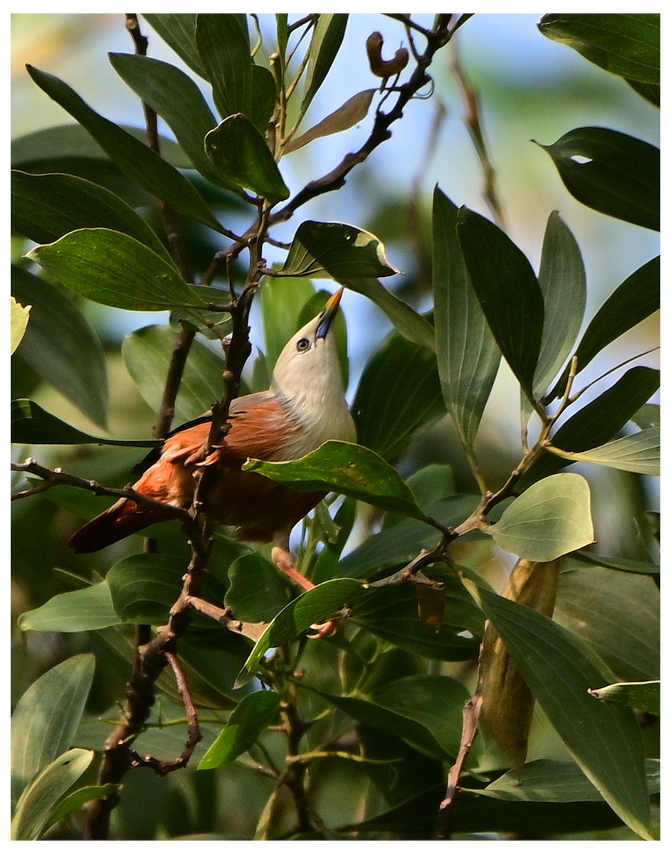 Malabar Starling - ML613705098