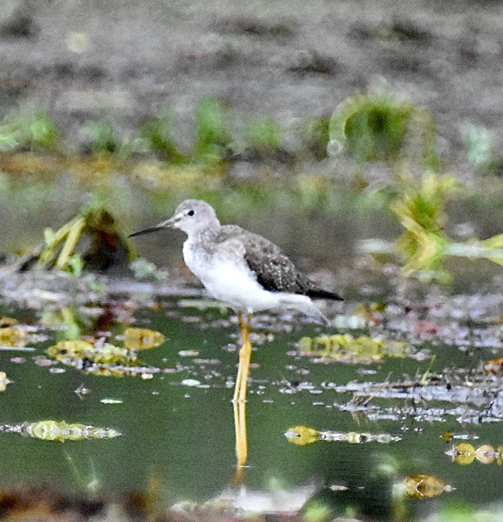 Greater Yellowlegs - ML613705175