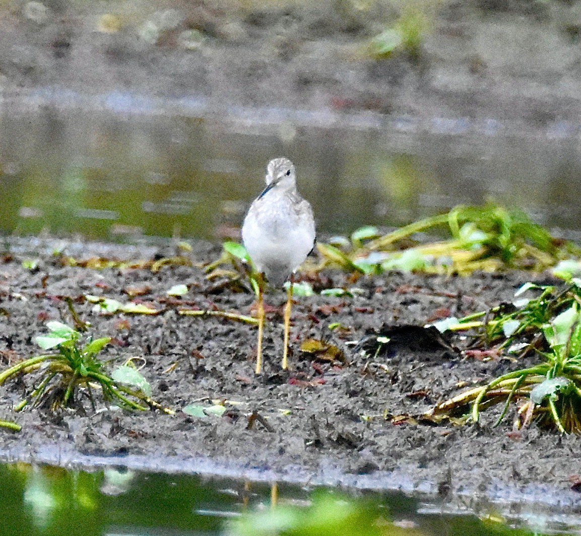 Greater Yellowlegs - ML613705176