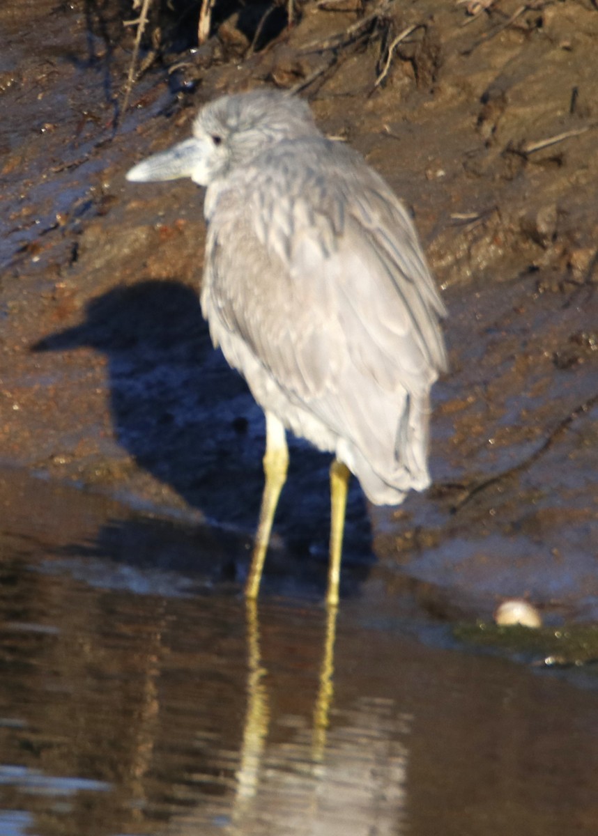 Black-crowned Night Heron - ML613705260