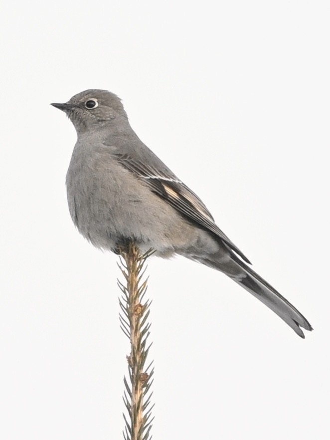 Townsend's Solitaire - ML613705322