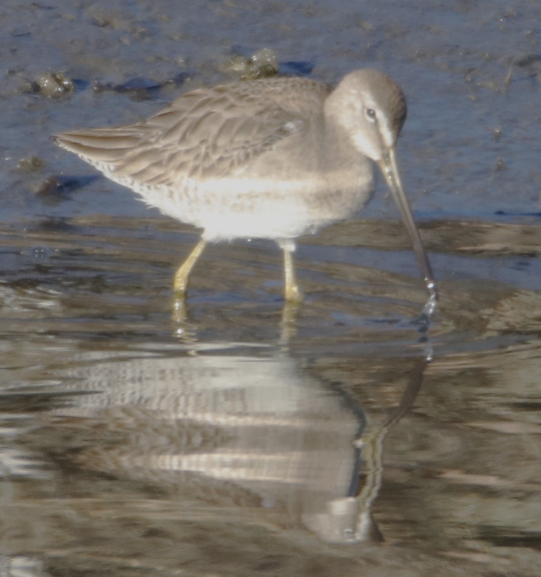 Long-billed Dowitcher - ML613705335