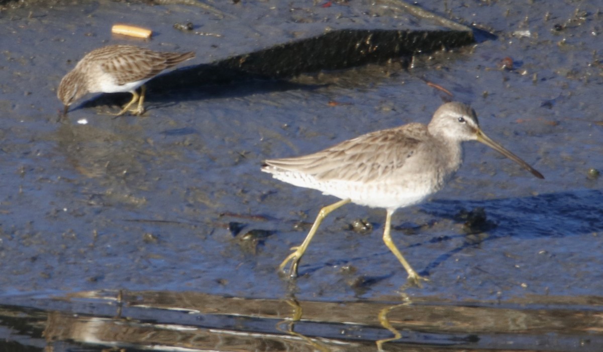 Long-billed Dowitcher - ML613705336
