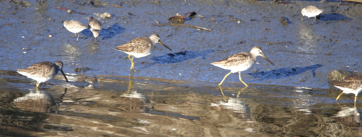 Long-billed Dowitcher - ML613705338