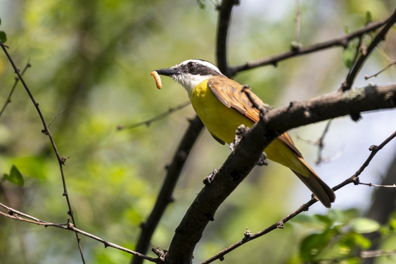 Great Kiskadee - ML613705381