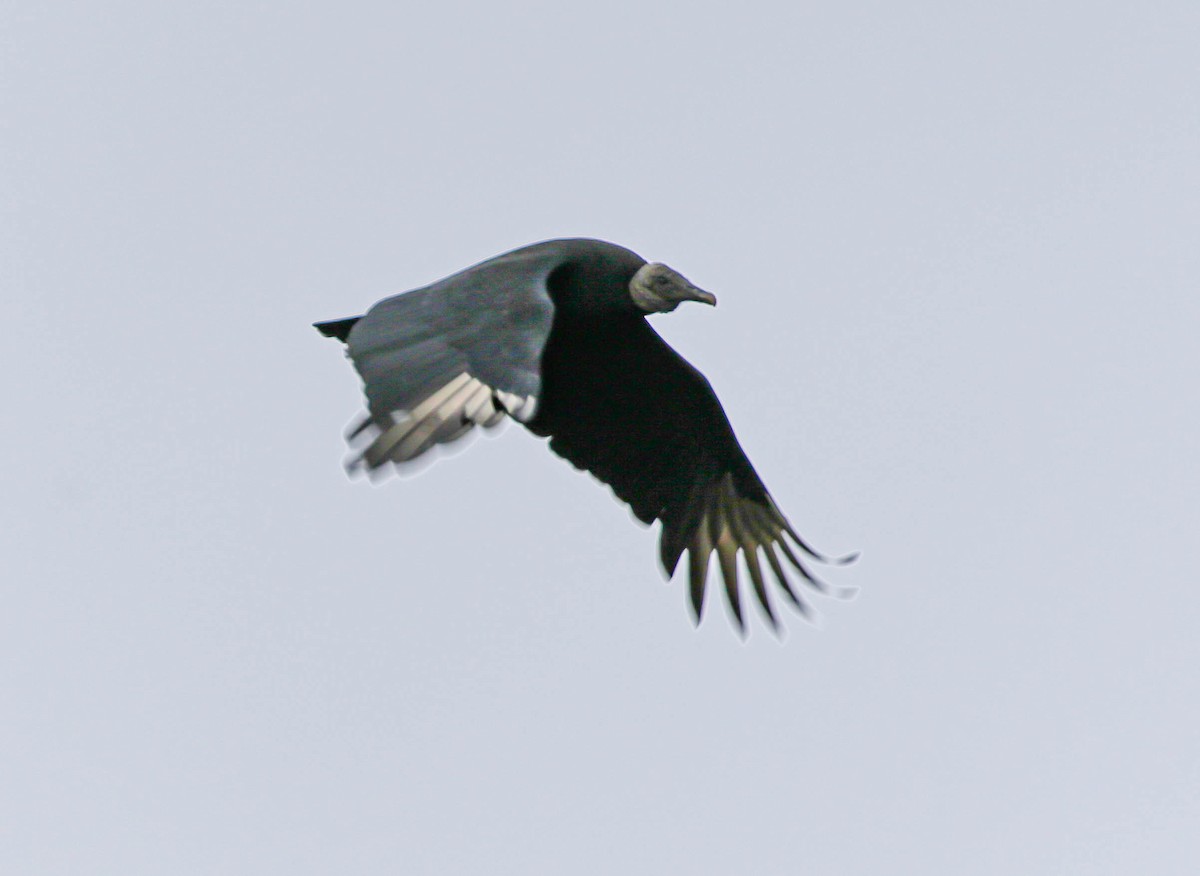 Black Vulture - ML613705390