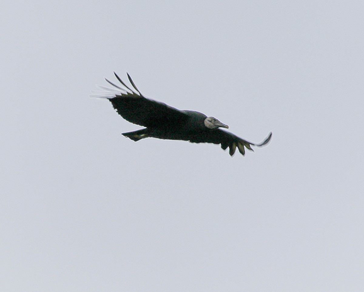 Black Vulture - ML613705391