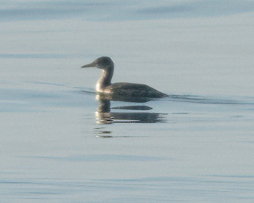 Red-necked Grebe - ML613705414