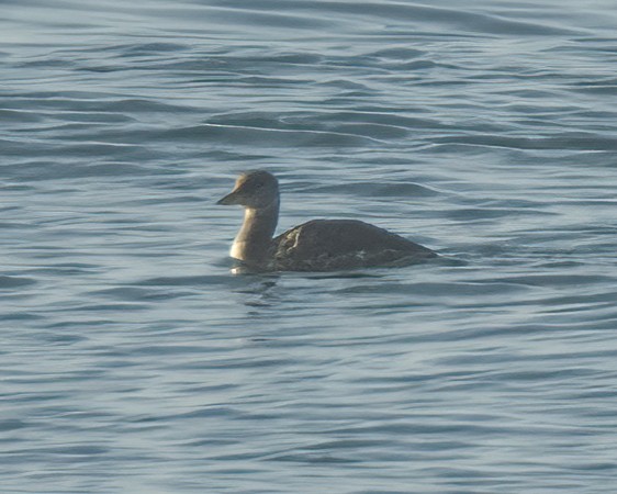 Red-necked Grebe - ML613705416