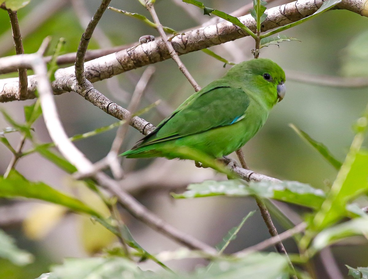 Mexican Parrotlet - Larry Schmahl