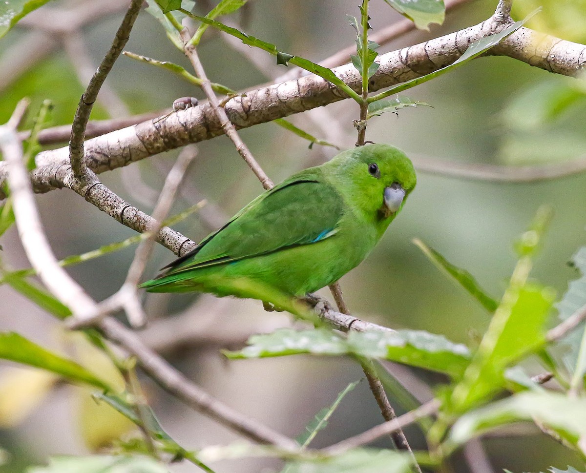 Blaubürzel-Sperlingspapagei - ML613705449