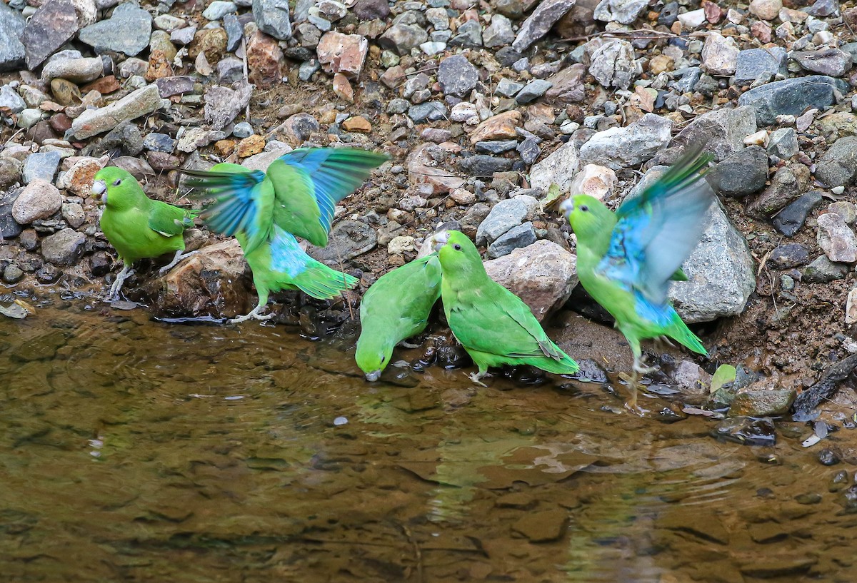 Blaubürzel-Sperlingspapagei - ML613705451