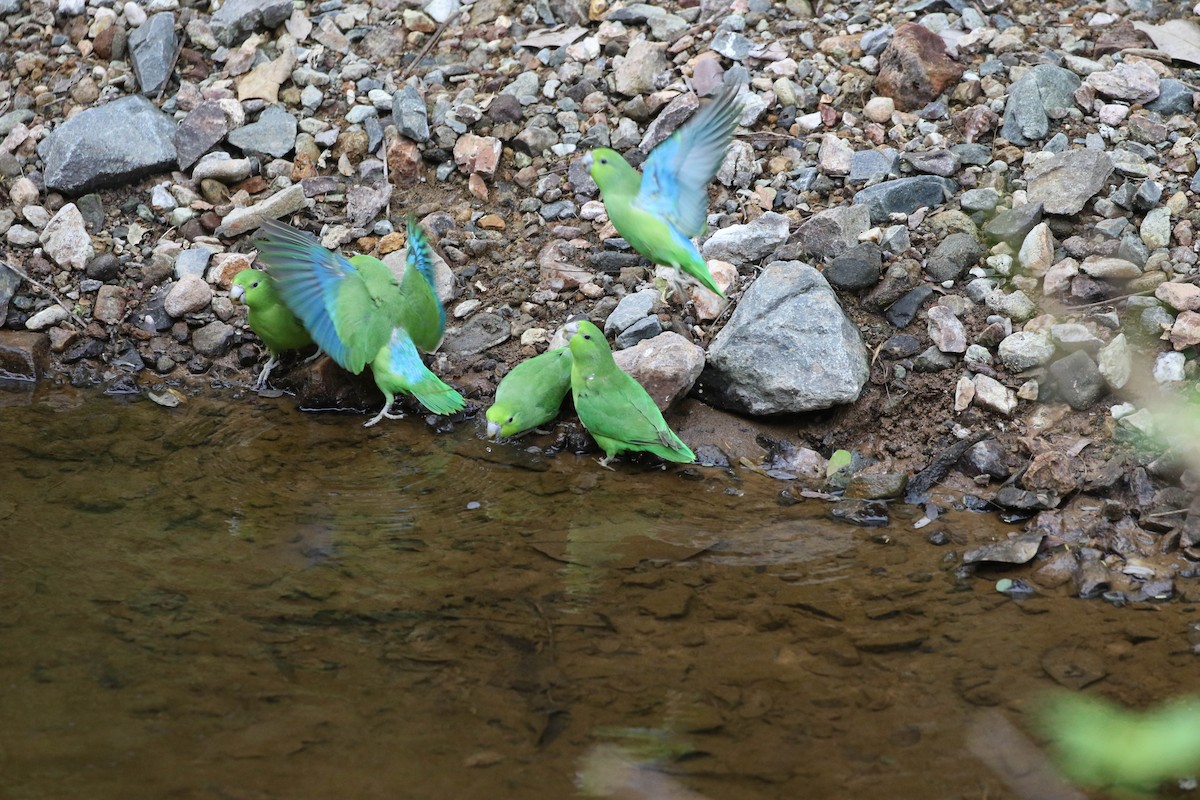 Blaubürzel-Sperlingspapagei - ML613705453