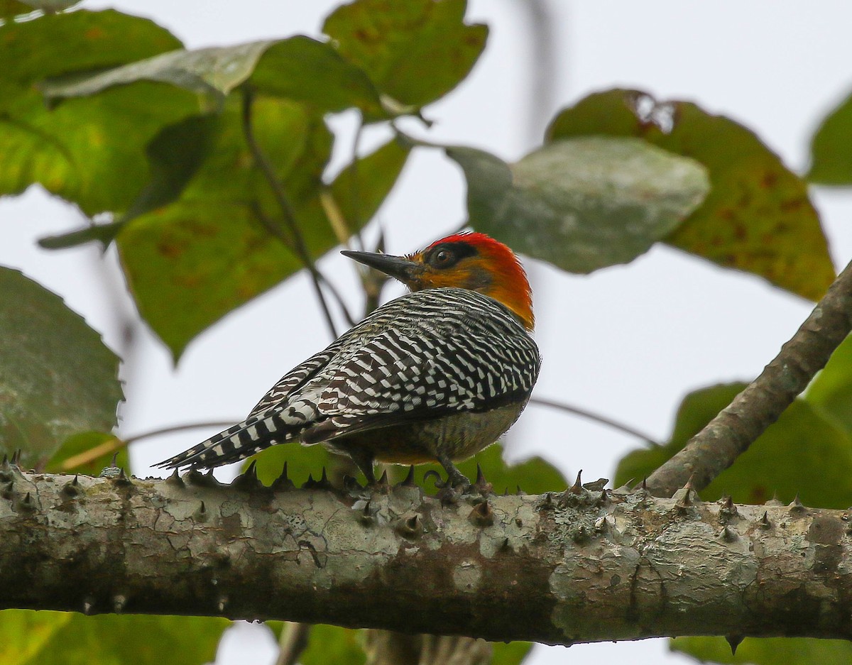 Golden-cheeked Woodpecker - ML613705457