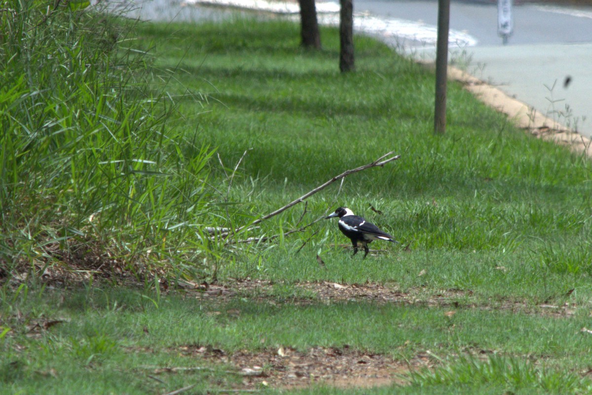 Australian Magpie - ML613705472