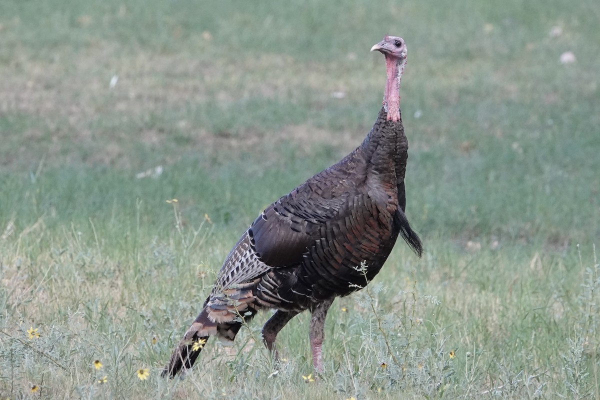 Wild Turkey - B P