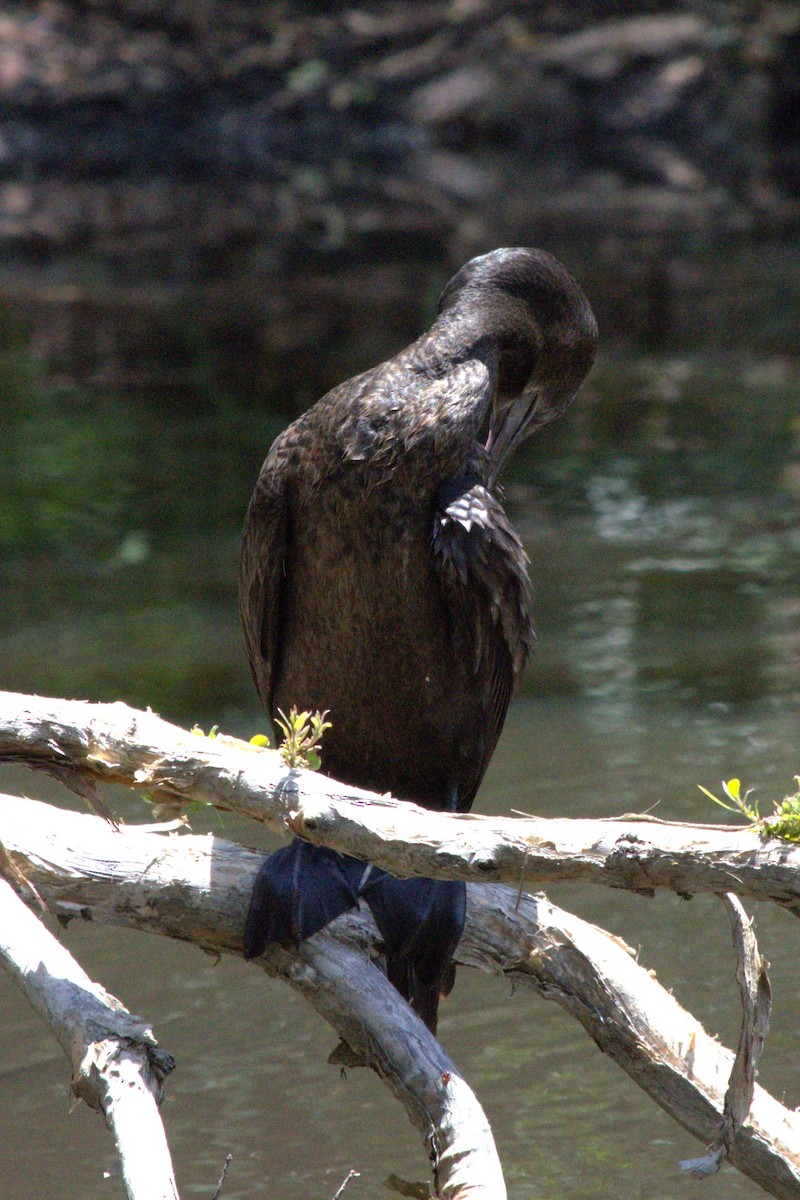 Little Black Cormorant - Benjamin Honan